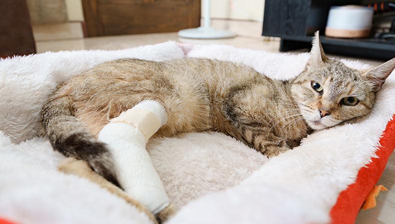 Cat lying in bed with a leg cast after surgery