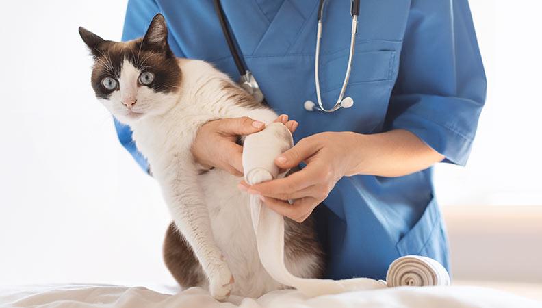 Vet examining a cat for patella luxation