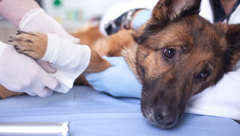 Dog having treatment for luxating patella