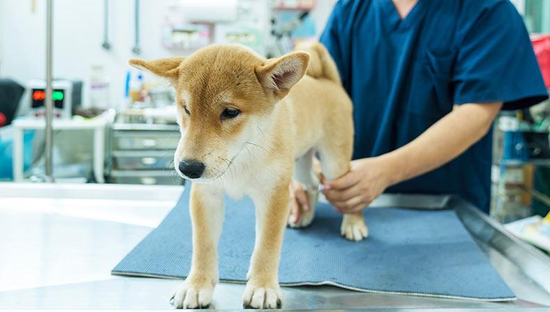 Luxating patella in dogs