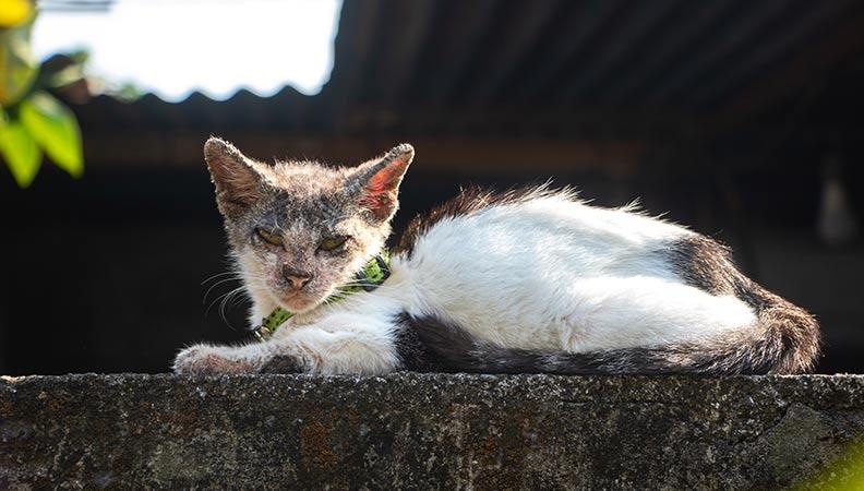 A kitten with mange symptoms