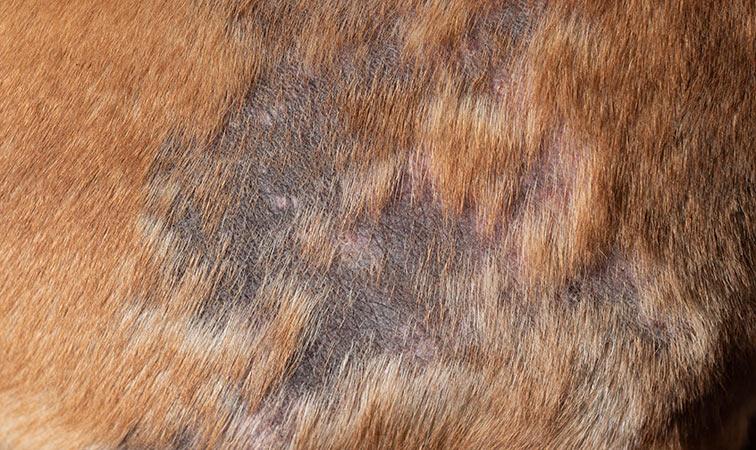 Close up of dog mange