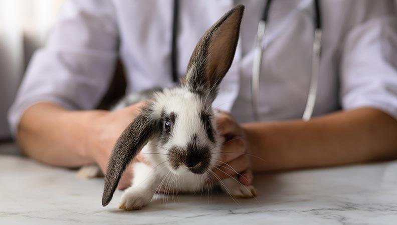 Black and white rabbit being held by a vet