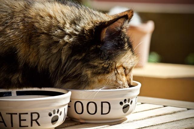 A cat drinking out of a white bowl