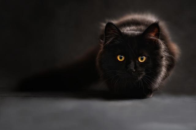 A fluffy black cat with yellow eyes