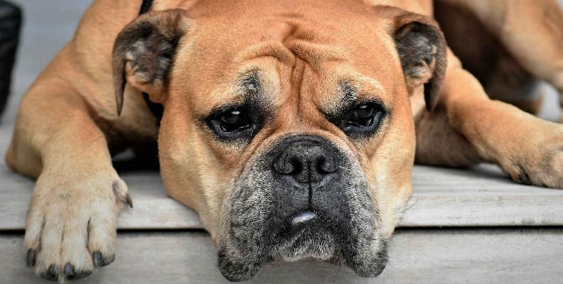 A large dog sulking look on its face