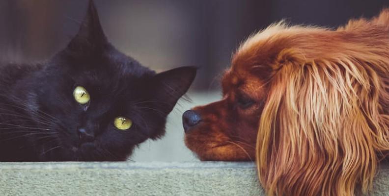 A Spaniel and black Cat laying next to each other