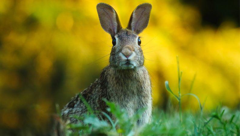 Myxomatosis threatens outdoor rabbits and indoor rabbits