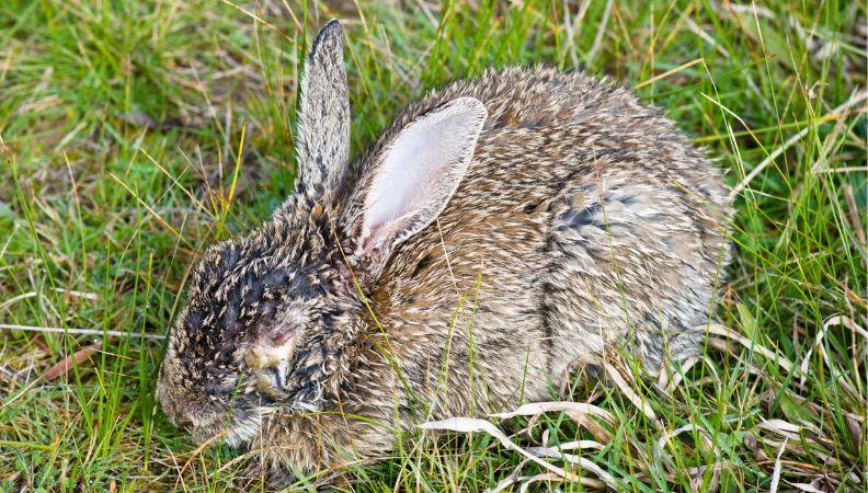 A rabbit with myxomatosis