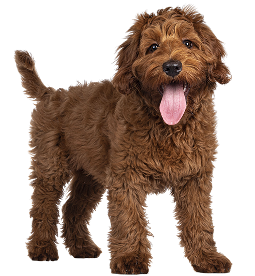 Doodle Day Labradoodle