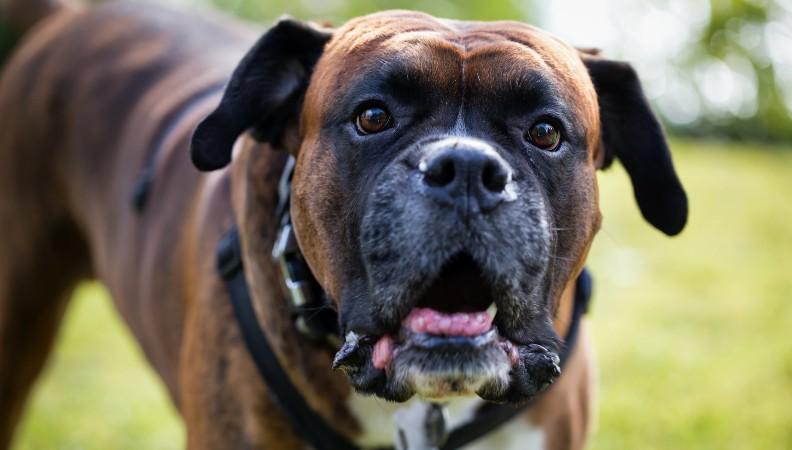 A Boxer looking shocked