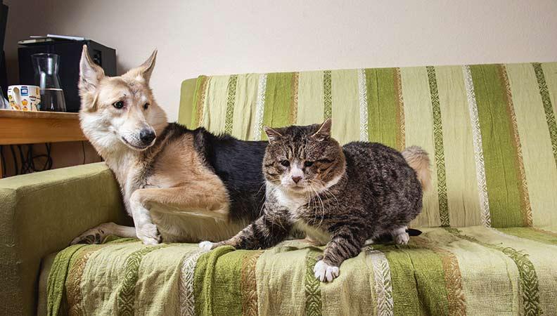 A cat and dog sat on the sofa together looking worried