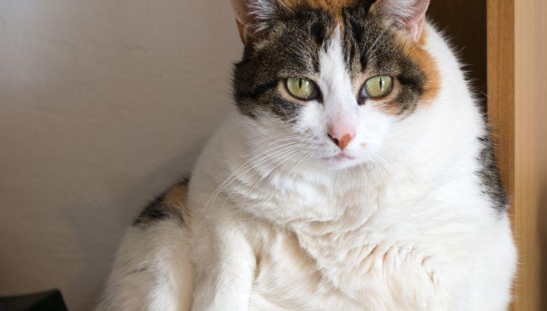 Overweight cat