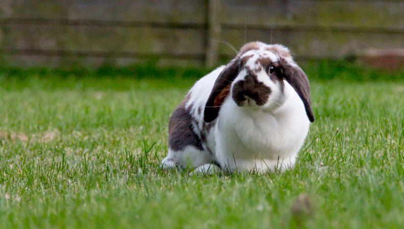 Overweight rabbit