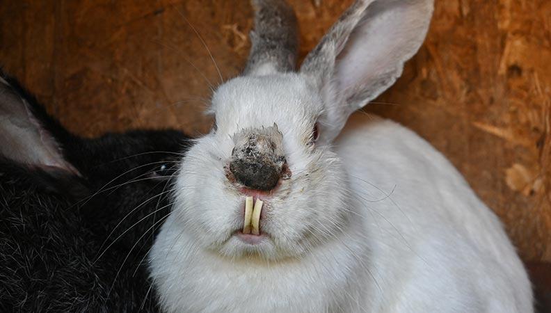 White rabbit with overgrown teeth 