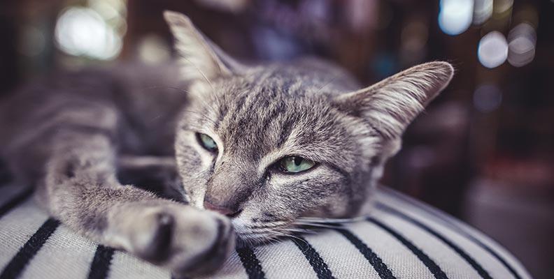 Pancreatitis in cats