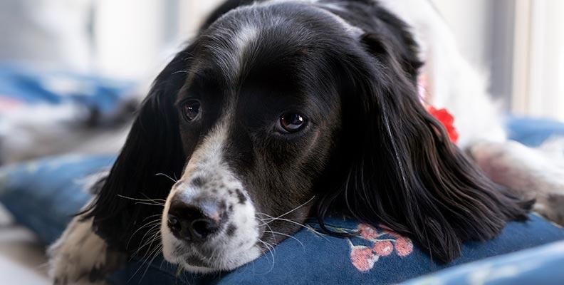 A lethargic dog with pancreatitis