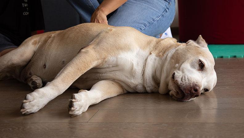 Old mixed breed dog laying on the floor