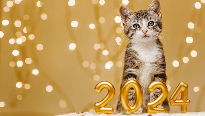 Cat Friendly New Year's Eve