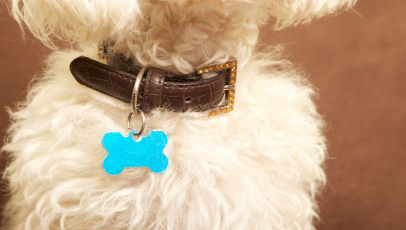 A dog with a collar and dog tag