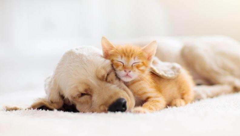 A dog and a kitten cuddling asleep
