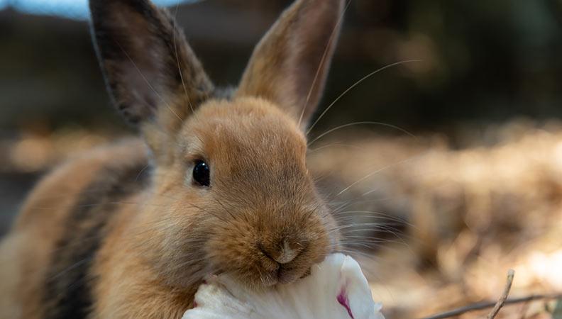 Brown rabbit chewing on a piece of lettuce