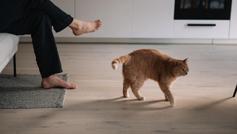 Pododermatitis in cats