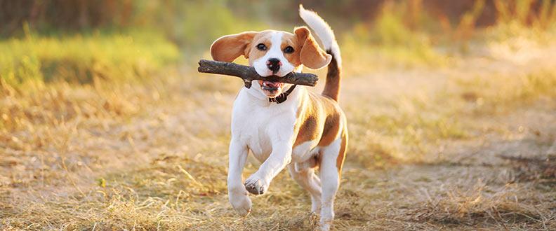 A Beagle, the 5th most popular dog breed on TikTok