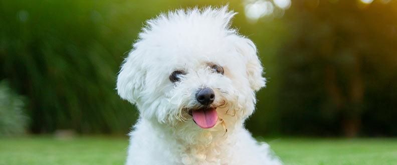 A Bichon Frise, the 7th most popular dog breed on TikTok