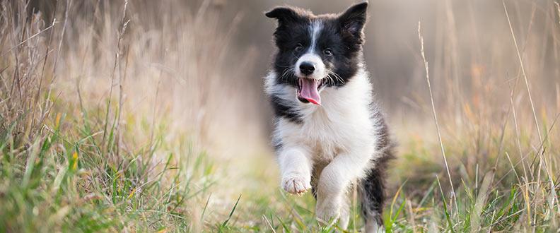 A Border Collie, the 4th most popular dog breed on TikTok