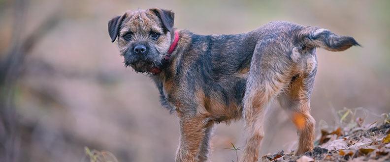 A Border Terrier, the 9th most popular dog breed on TikTok