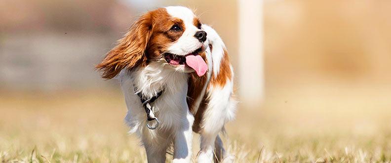 A Cavalier King Charles Spaniel, the 8th most popular dog breed on TikTok