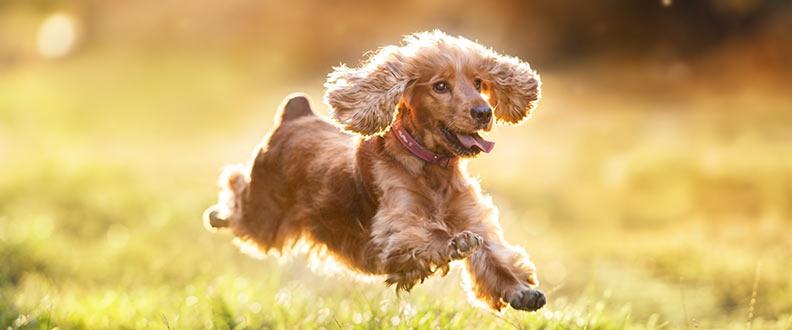 A Cocker Spaniel, the 6th most popular dog breed on TikTok