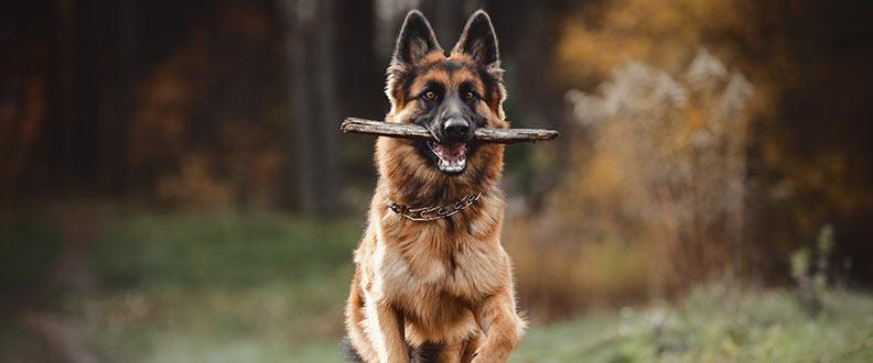 A German Shepherd, the 2nd most popular dog breed on TikTok