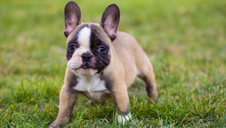 A French Bulldog is one of the UK's most popular dog breeds