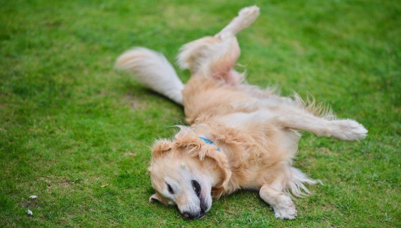 Labrador is one of the UK's most popular dog breeds