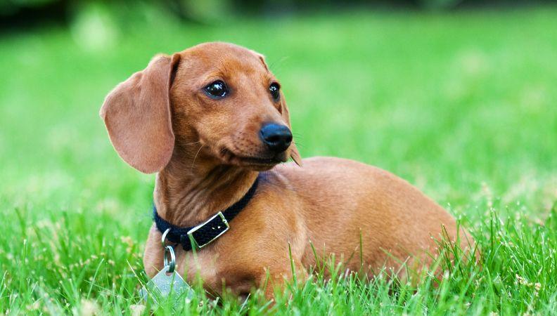A Miniature Dachshund is one of the UK's most popular dog breeds