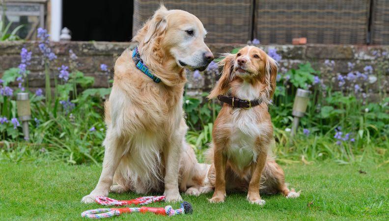 A Labrador tells a Cocker Spaniel it's a popular dog breed