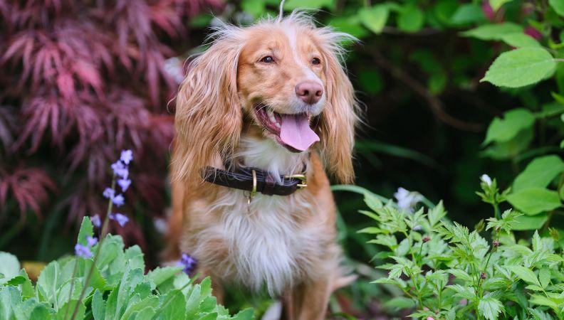 A Cocker Spaniel is one of the UK's most popular dog breeds