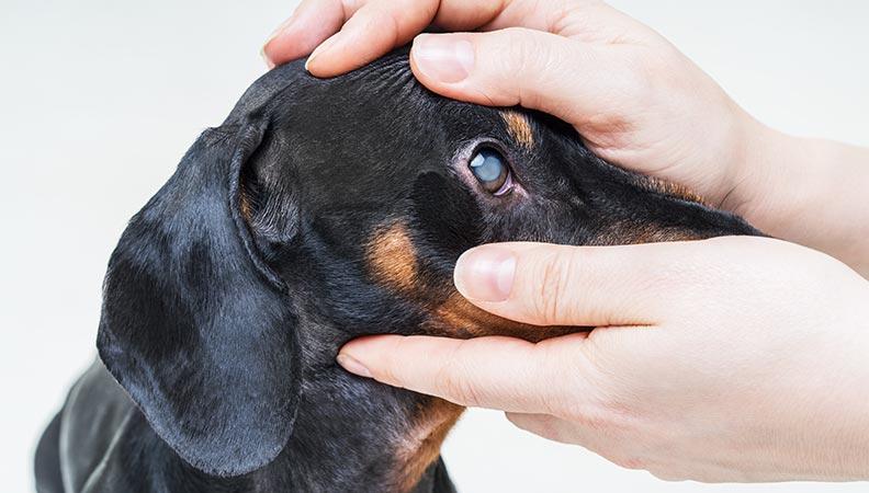 Dog having its eyes checked by a vet
