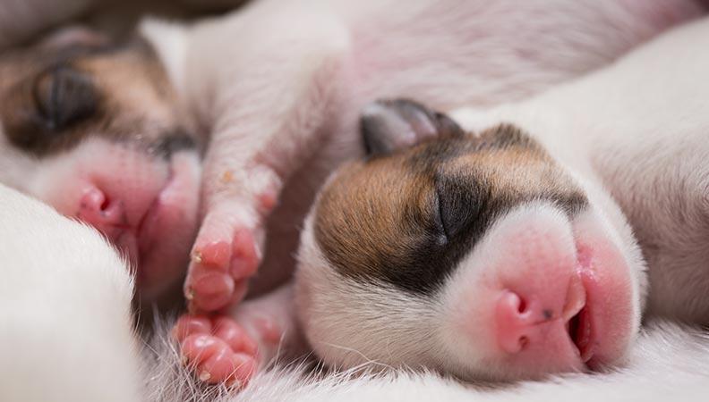 Puppy development two newborn puppies asleep