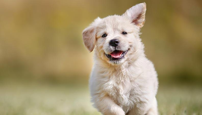 Puppy development a 3-6 month old puppy running