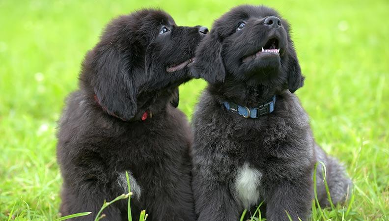 Puppy development two 12 month old puppies playing