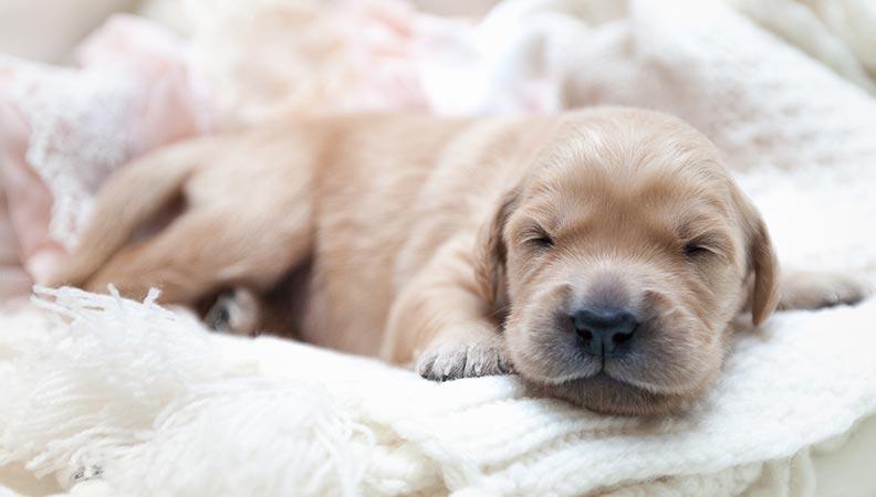 Puppy development 8 week old puppy asleep