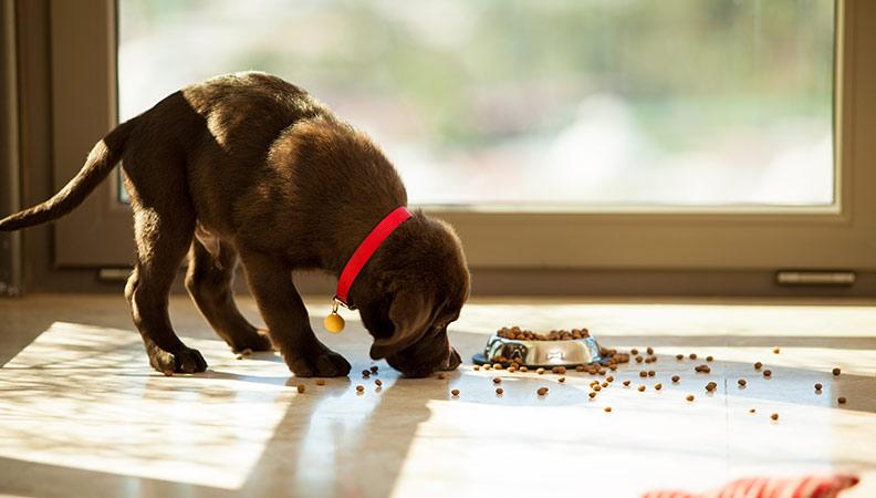 A brown labrador puppy eating dry food