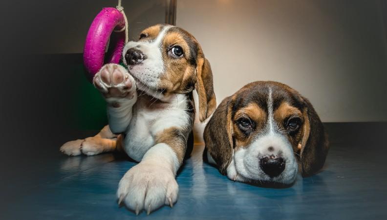 Two Beagle puppies laying next to eachother