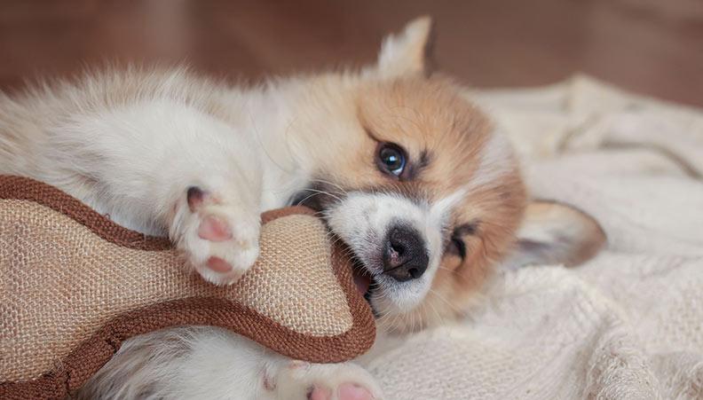 Corgi puppy teething a chew toy