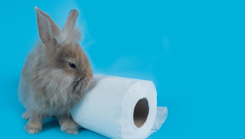 Cute little brown bunny rabbit sitting next to a tissue roll
