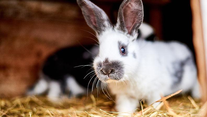 White and black rabbit standing on straw in its hutch