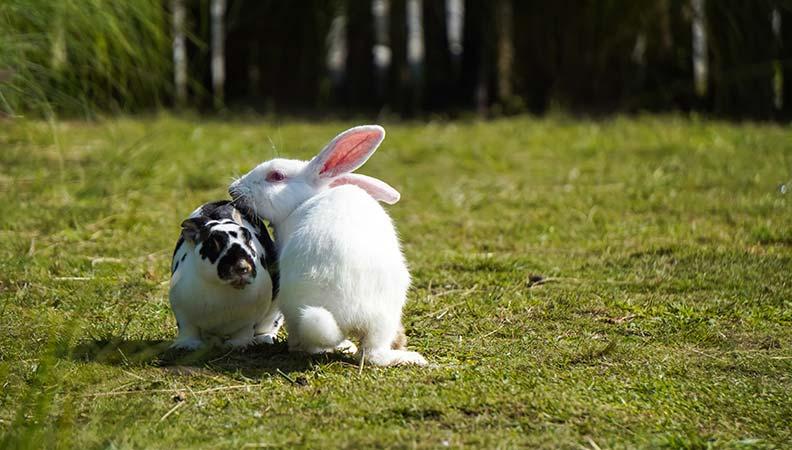 Two rabbits outside together